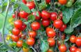 کاشت گوجه فرنگی,کاشت گوجه فرنگی در گلخانه,روشهای کاشت گوجه فرنگی