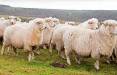پرورش گوسفند,طرح پرورش گوسفند,مراحل پرورش گوسفند در گوسفند داری
