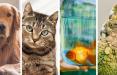 بهداشت حیوانات خانگی,انتقال بیماری از گربه به انسان,انتقال بیماری از ماهی به انسان