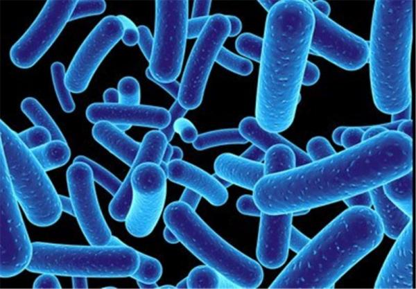فواید میکروب برای انسان،نقش میکروب در سلامت بدن،سلامت انسان با وجود میکروب در بدن