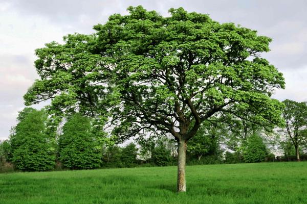 فاصله مناسب برای کاشت درختان بلوط,نوع آب و هوا برای کاشت درخت بلوط
