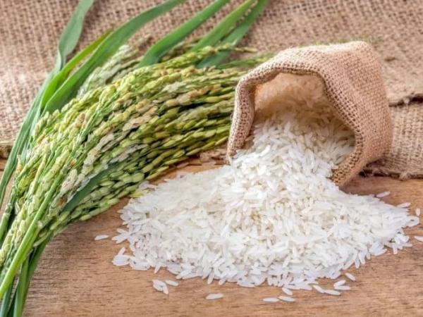 کاشت برنج,مراحل کاشت برنج,درباره کاشت برنج