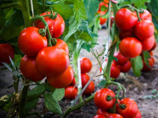 کاشت گوجه فرنگی,روش کاشت گوجه فرنگی,روشهای کاشت گوجه فرنگی