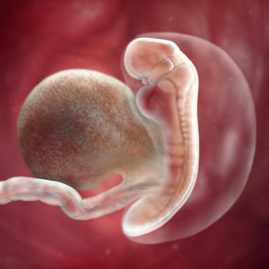 درباره بارداری هفته به هفته,مراحل تکامل جنین,بارداری
