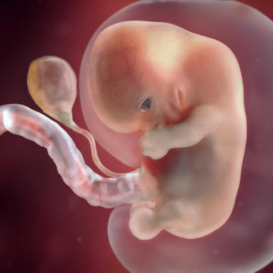 بارداری,مراحل تکامل جنین,بارداری هفته به هفته