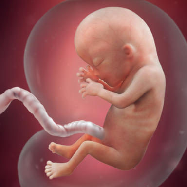 بارداری هفته به هفته,مراحل تکامل جنین,بارداری
