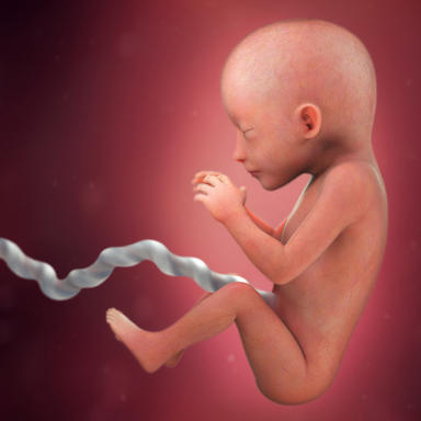 بارداری هفته به هفته,مراحل تکامل جنین,حاملگی
