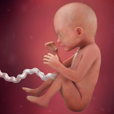 عکس بارداری هفته به هفته,مراحل تکامل جنین,بارداری