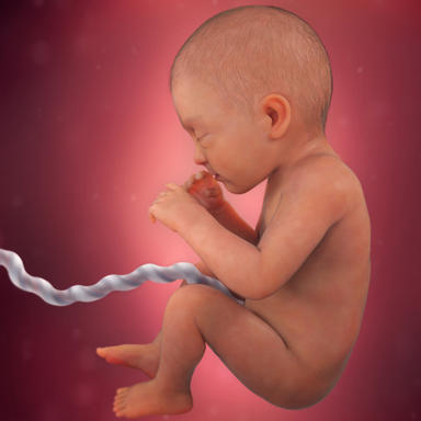بارداری هفته به هفته,مراحل تکامل جنین,بارداری