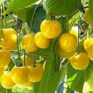 گیلاس زرد دانشکده نهال گیلاس هارت,احداث باغات هکتاری و نوین گیلاس,انتخاب نهالستان مناسب