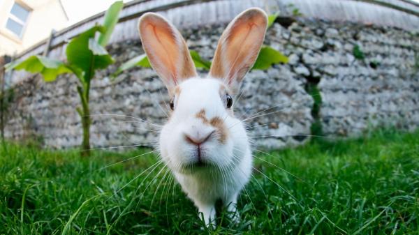 درباره خرگوش,عکس های خرگوش,خرگوش