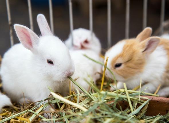 عکس خرگوش,خرگوش,قفس خرگوش