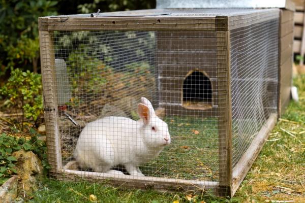 بیماری های خرگوش,تربیت خرگوش,خرگوش