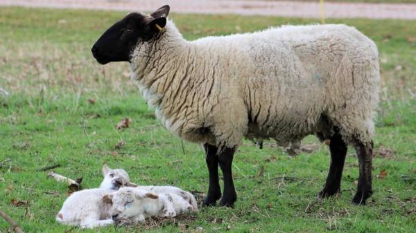 گوسفند پرواربندی,هزینه پرورش گوسفند,اصول نگهداری و پرورش گوسفند