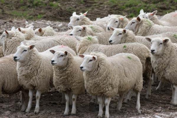اموزش پرورش گوسفند,پرورش گوسفند پرواربندی,هزینه پرورش گوسفند