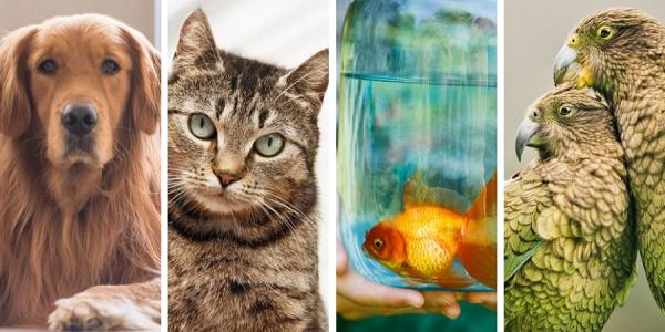 بهداشت حیوانات خانگی,انتقال بیماری از گربه به انسان,انتقال بیماری از ماهی به انسان