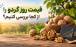 قیمت روز گردو را از کجا بررسی کنیم؟ نگاهی به فعالیت «پوست کاغذی» در بازار گردو قیمت روز گردو را از کجا بررسی کنیم؟