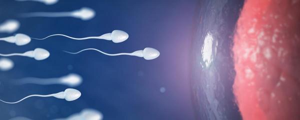 تحرک اسپرم,تحرک اسپرم چیست,مسیر تحرک اسپرم به سمت تخمک