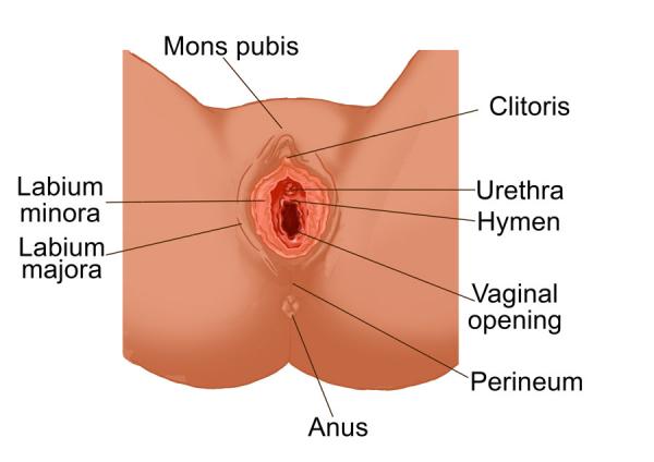 علت خارش واژن,واژن,ترشحات واژن