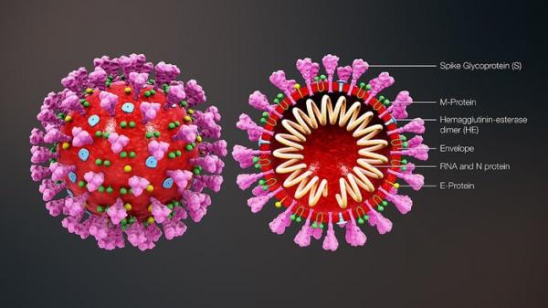 نحوه ی نامگذاری ویروس‌ها,روش دانشمندان برای نامگذاری ویروس های جدید,ویروس H1N1,ویروس MERS_ CoV,انواع ویروس ها
