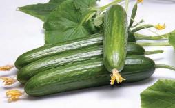 فواید مصرف خیار برای بدن فواید مصرف خیار برای بدن,از بین بردن سموم,مزایای خیار,فواید خیار برای سلامتی انسان, ویتامین C در خیار,جلوگیری از بیماریهای قلبی و عروقی