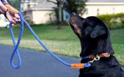خطرات پیاده روی با سگ بدون قلاده