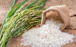 کاشت برنج,مراحل کاشت برنج,درباره کاشت برنج