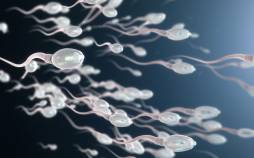تحرک اسپرم,تحرک اسپرم چیست,دلایل شنا کردن اسپرم ها چیست
